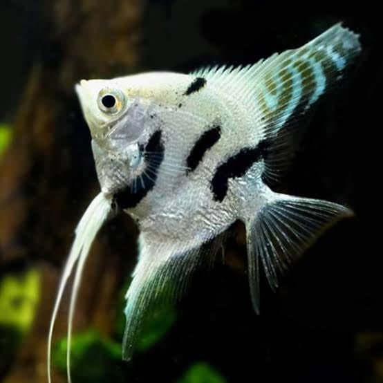 Angel Fish - Marble Angel 4.5cm