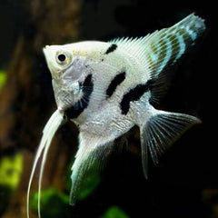 Angel Fish - Marble Angel 8-10cm
