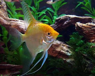 Angel Fish - Selective Fancy Angel Special 8cm