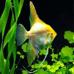 Angel Fish - Gold Angel