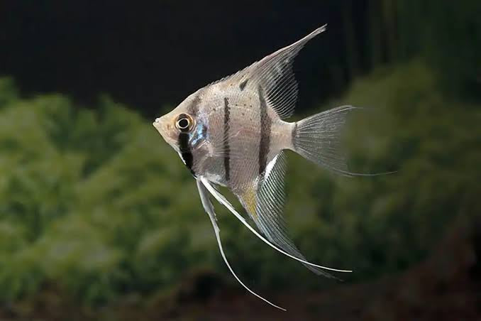 Angel Fish - Peru Altum Angel 6cm