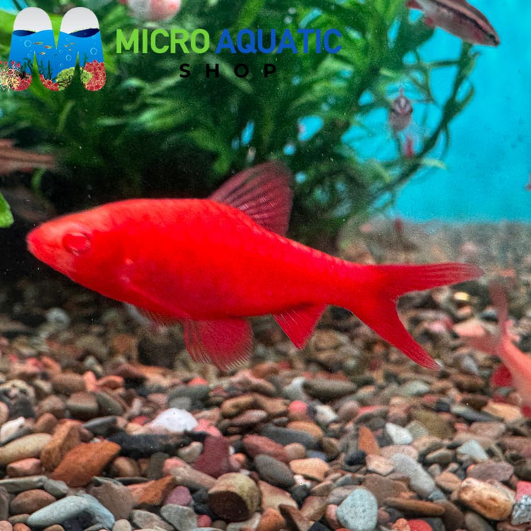 Barb - Albino Cherry 2-3cm