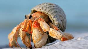 Hermit Crab aka Crazy Crab Jumbo