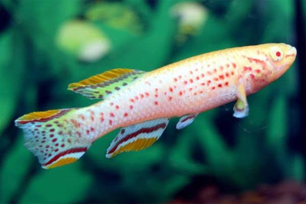 Rare Killifish - APHYOSEMION GARDNERI ALBINO 4cm