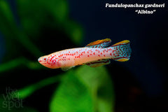 Rare Killifish - APHYOSEMION GARDNERI ALBINO 4cm