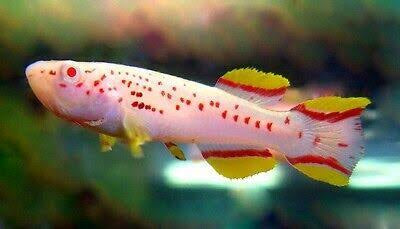 Rare Killifish - APHYOSEMION GARDNERI ALBINO 4cm