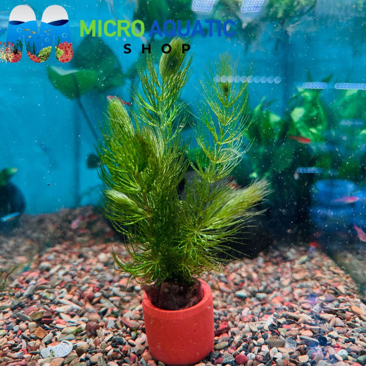Easy Plant - Foxtail in Terracotta Pot 3cm