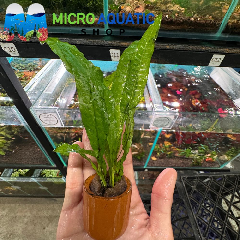 Easy Plant - Java Fern in Terracotta Pot 3cm