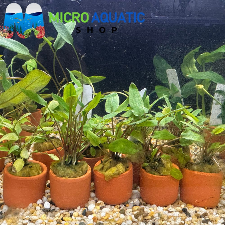 Easy Plant - Assorted Crypt in Terracotta Pot 3cm