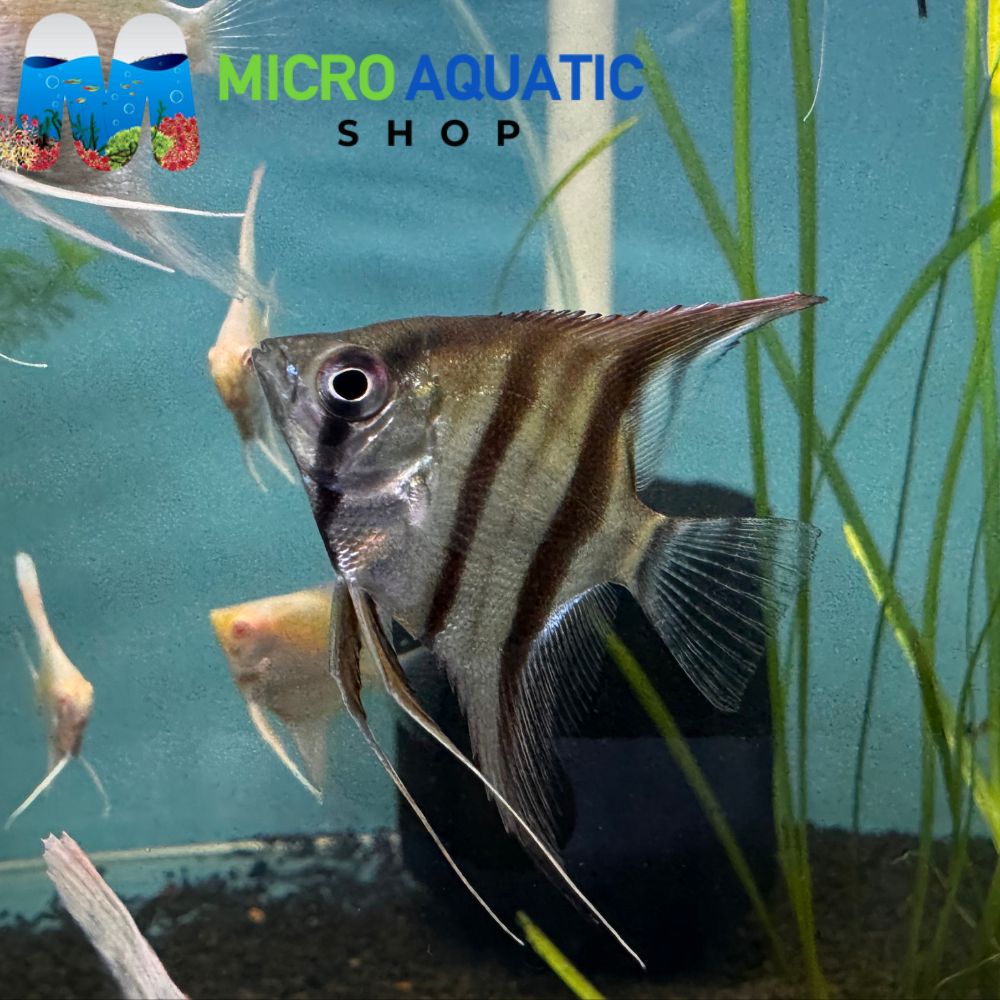 Angel Fish - Manacapuru 4cm