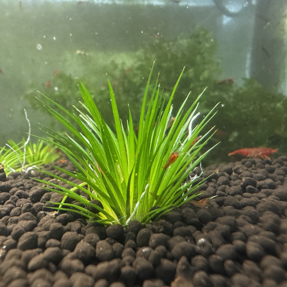 Nano Plant - Eriocaulon ratnagiricum Micro Aquatic Shop