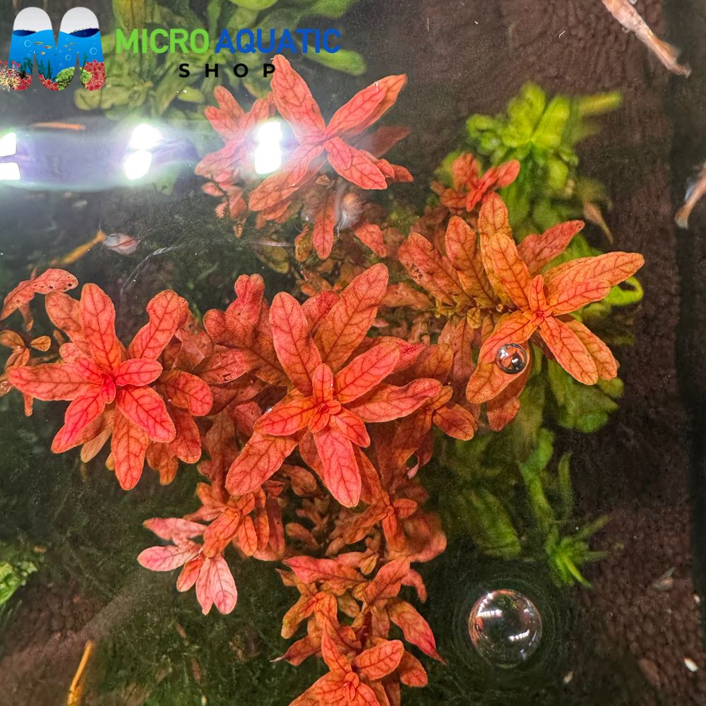 Ludwigia - Inclinata