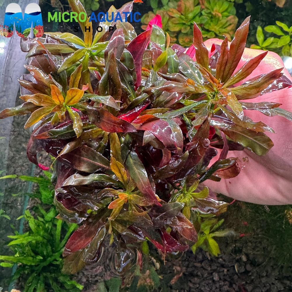 Ludwigia - Glandulosa