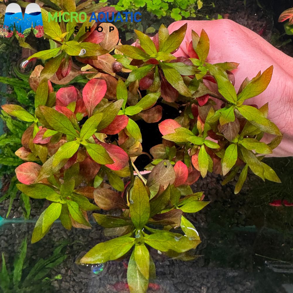 Ludwigia Natans