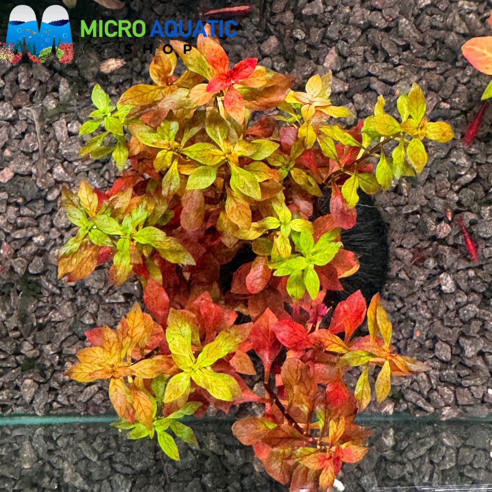 Ludwigia sp. Mini Super Red