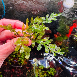 Mini Bolbitis (Baby Leaf) Bolbitis Heteroclita Difformis - Rare Micro Aquatic Shop