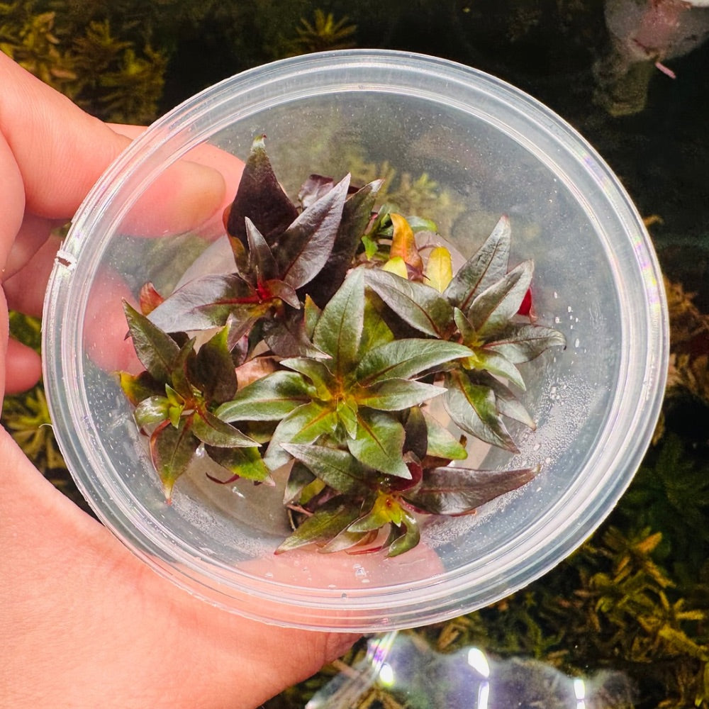 Tissue Culture-Ludwigia Glandulosa Micro Aquatic Shop