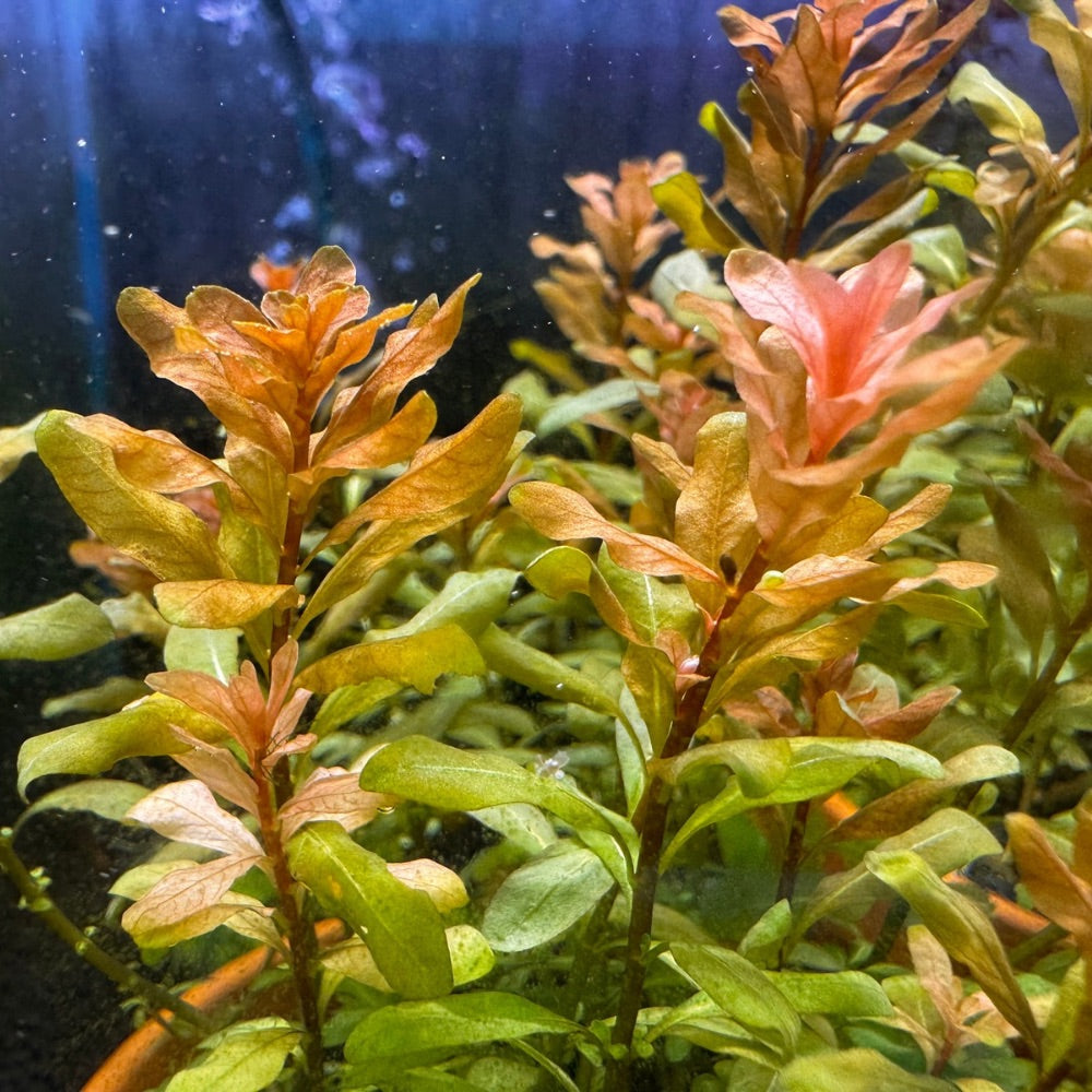 Ludwigia inclinata Micro Aquatic Shop