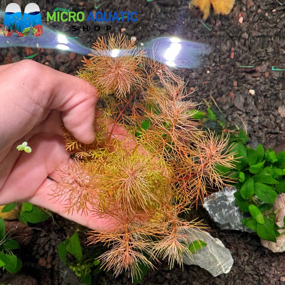 Myriophyllum sp. 'Roraima'