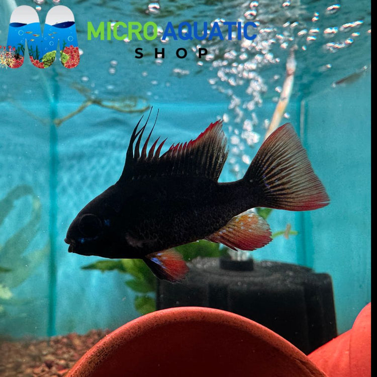 Dwarf Cichlid - Black Ram