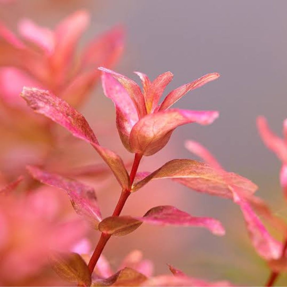 Rotala Macranda Mini "Type 4" Micro Aquatic Shop