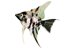 Angel Fish - Marble Angel 4.5cm
