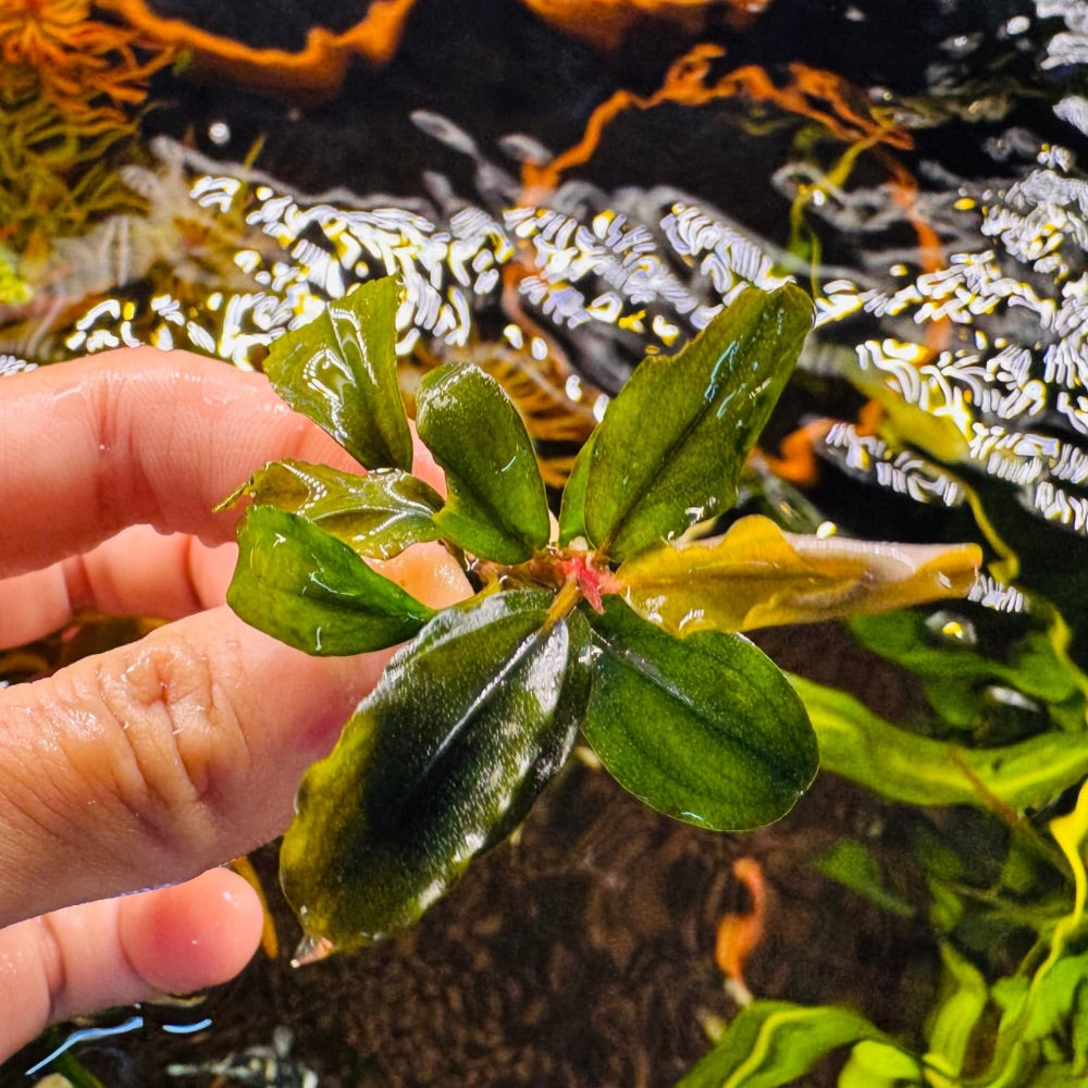 Assorted Bucephalandra Micro Aquatic Shop