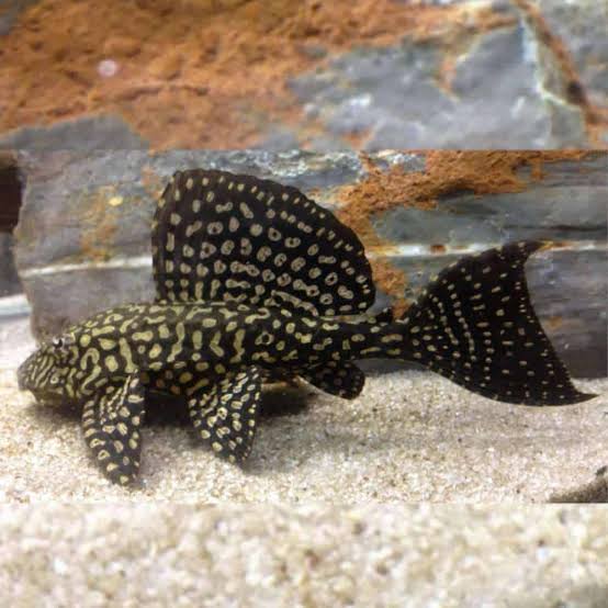 L001 Gold Spotted Plecotomus