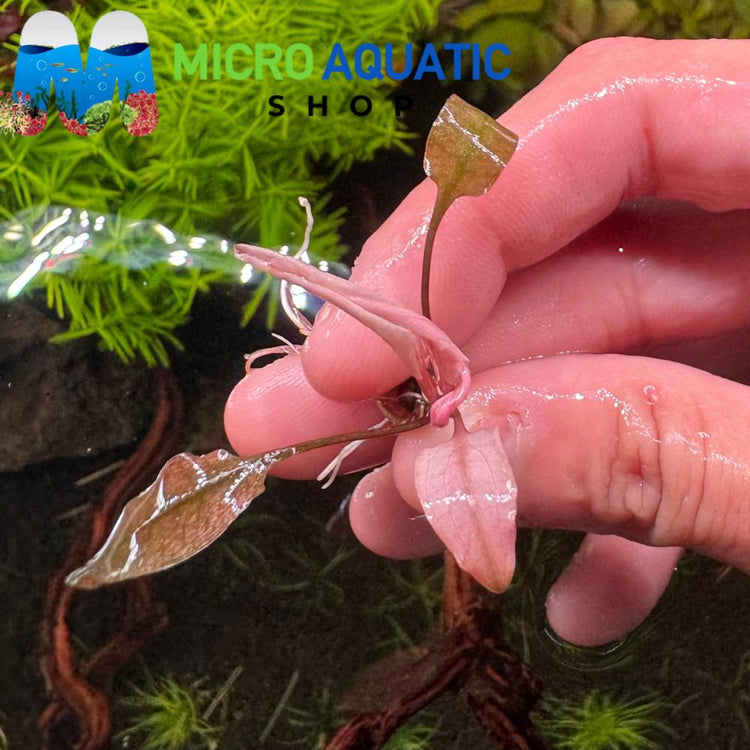 Rare Cryptocoryne -Flamingo Crypt