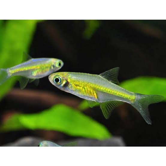 Flash Sale Rare Green Neon Rasbora - Kubotai – Micro Aquatic Shop