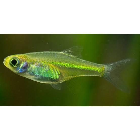 Rare Green Neon Rasbora - Kubotai – Micro Aquatic Shop