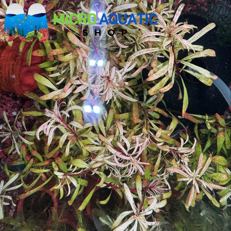 Rare Ludwigia - Inclinata 'Cuba'