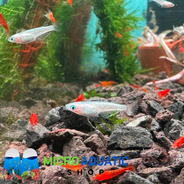 Japanese rice fish - Metalic Platinum Pink Medaka (Pinky Neptune)