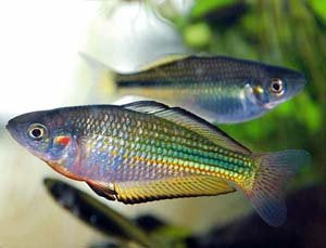 Flash Sale Murray River Rainbowfish 5cm