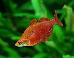 Flash Sale Red Salmon Rainbowfish 6cm