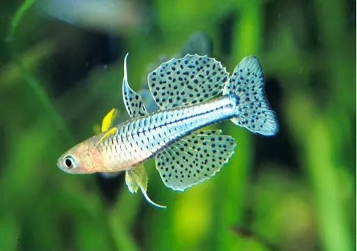 Spotted Blue Eye Rainbowfish - Pseudomugil gertrudae- Rare by