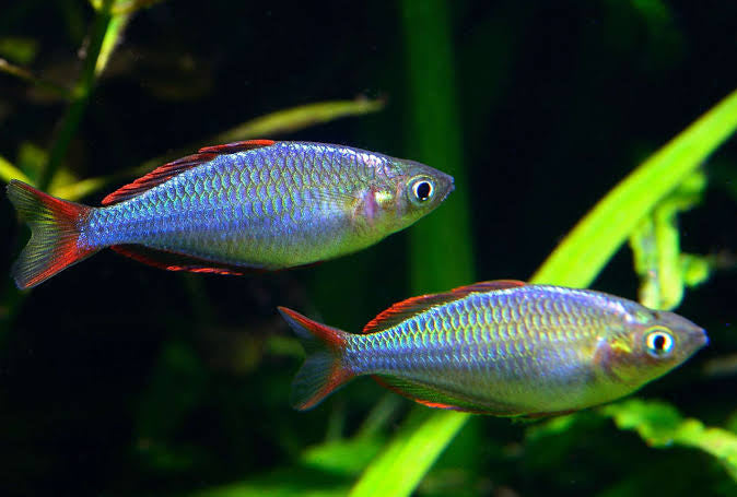 Dwarf Neon Rainbowfish - Praecox