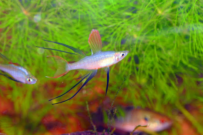 Trio Threadfin Rainbows Fish - Rare 3cm