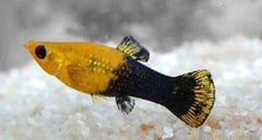Mollies – Gold Dust Molly (Poeciliidae pamphorichthys ) 4cm