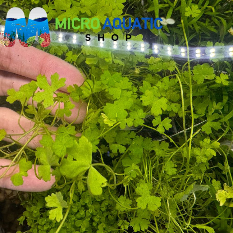 Hydrocotyle tripartita Japan 'Mini'