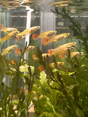 Flashsale Mix Color Guppy Female 3cm (Buy 3 Get 1 Free)