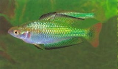 Flash Sale Murray River Rainbowfish 5cm