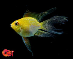 Long fins Gold Balloon Rams - Mikrogeophagus ramirezi 5cm