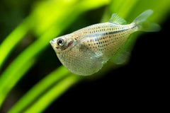 Hatchet Fish 2cm - Silver