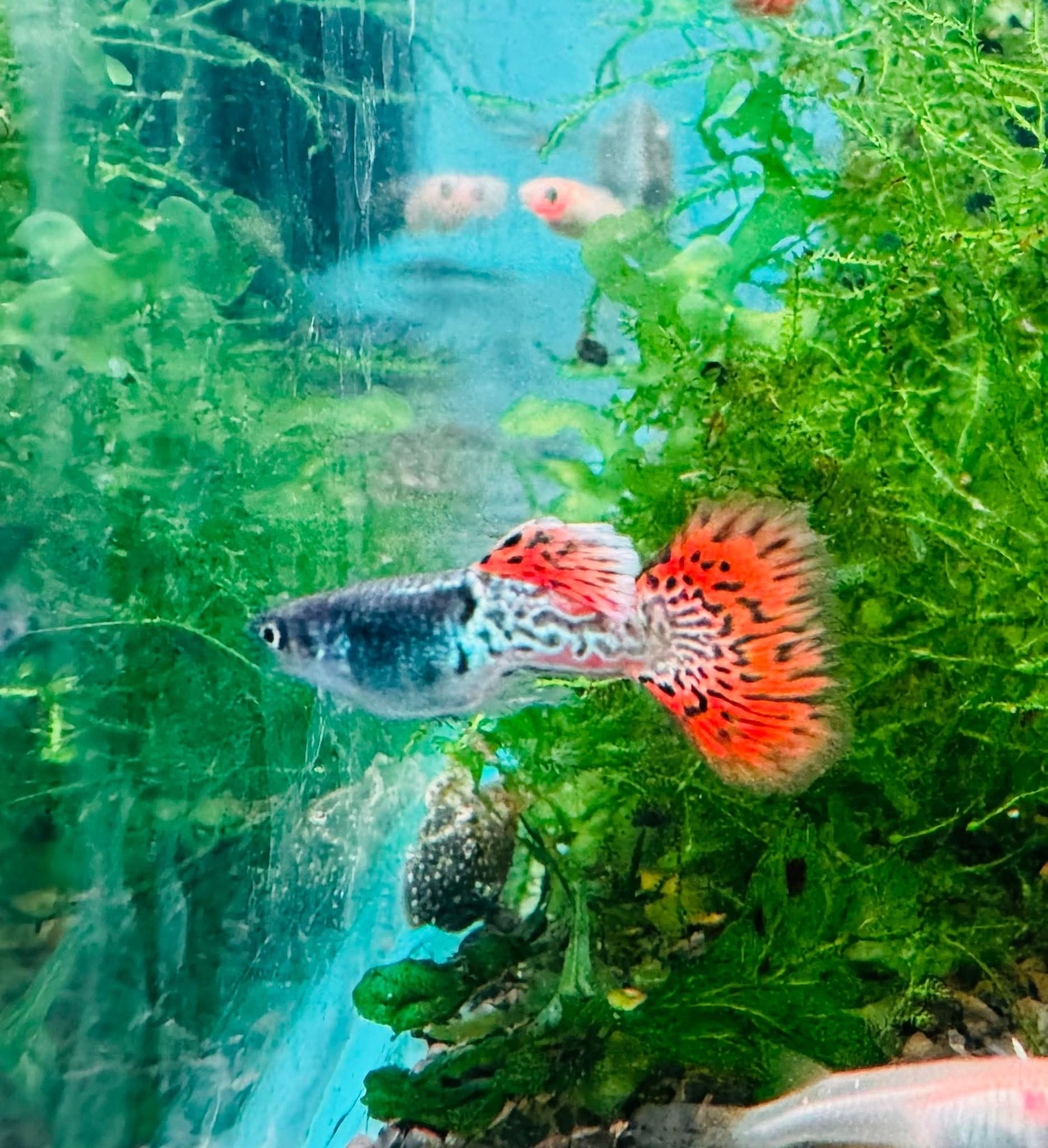 Guppy - Metal Snakeskin Red Lace Aquatic Solutions