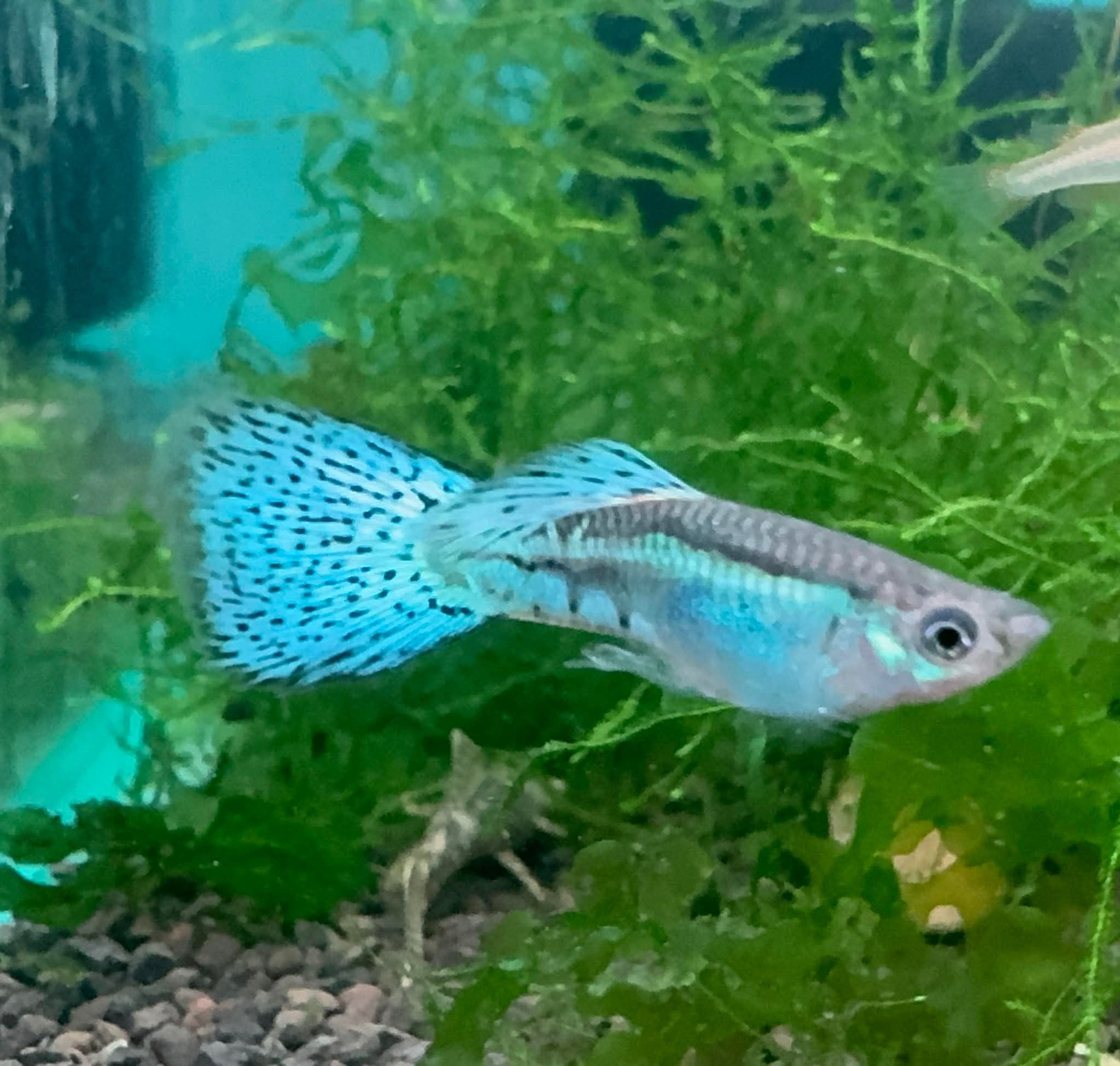 Guppy - Blue Grass Aquatic Solutions