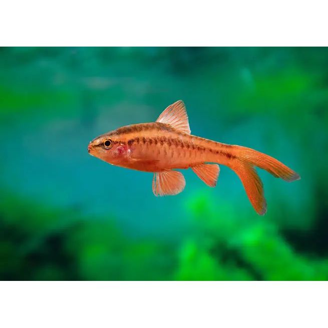 Barb - Cherry Longfin Micro Aquatic Shop