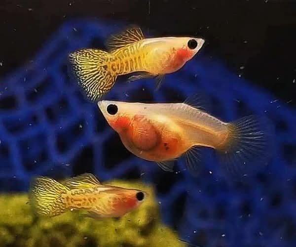 Guppy - Glass Belly Mini Yellow Lace Micro Aquatic Shop