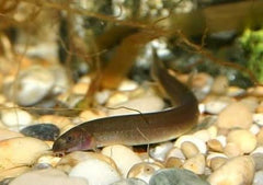 Kuhli Loach - Pangio Kuhlii Black