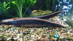 Exotic Borneo Python 20-30 Monster Cutie